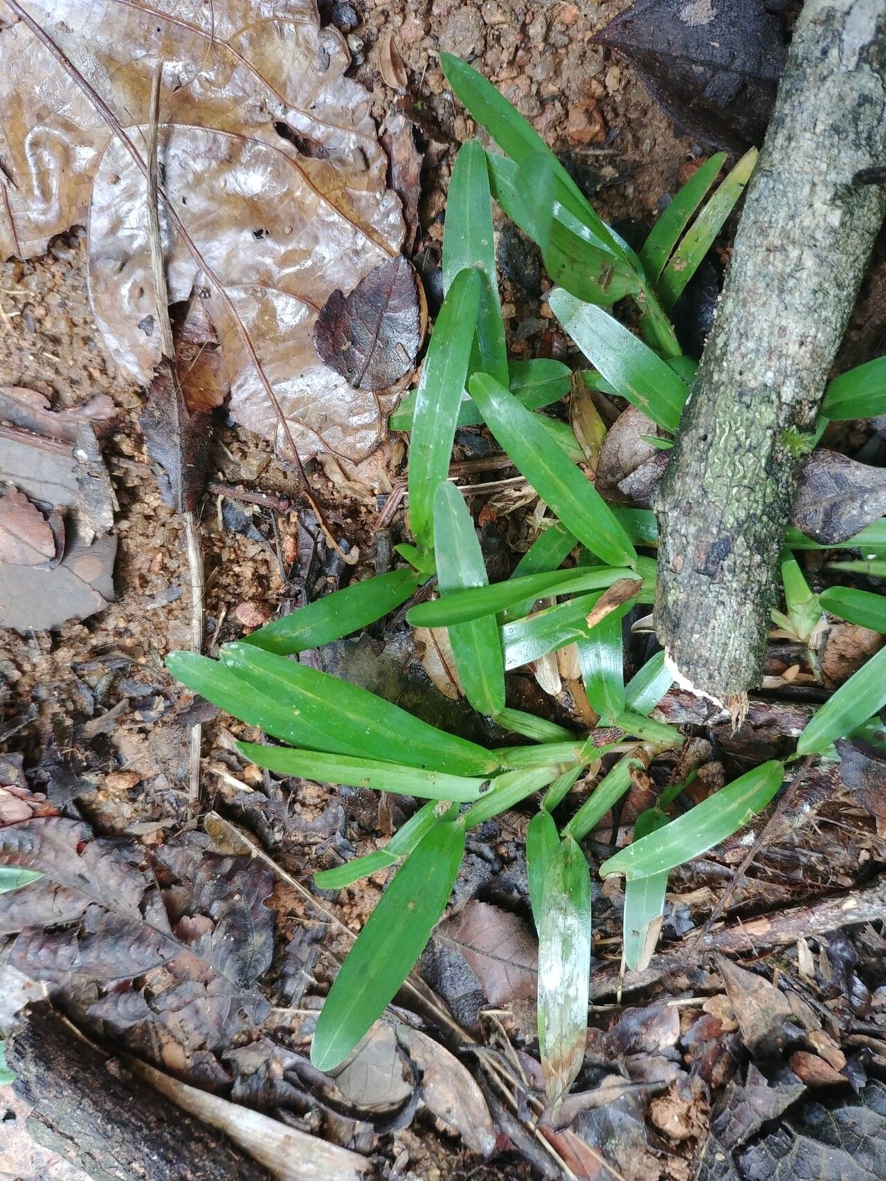 Stenotaphrum oostachyum leaf