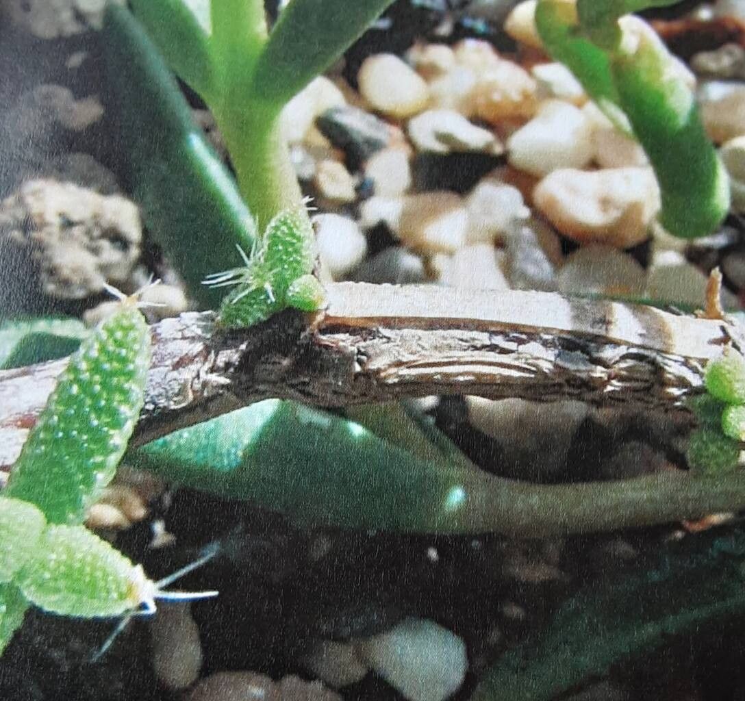 Trichodiadema introrsum leaf