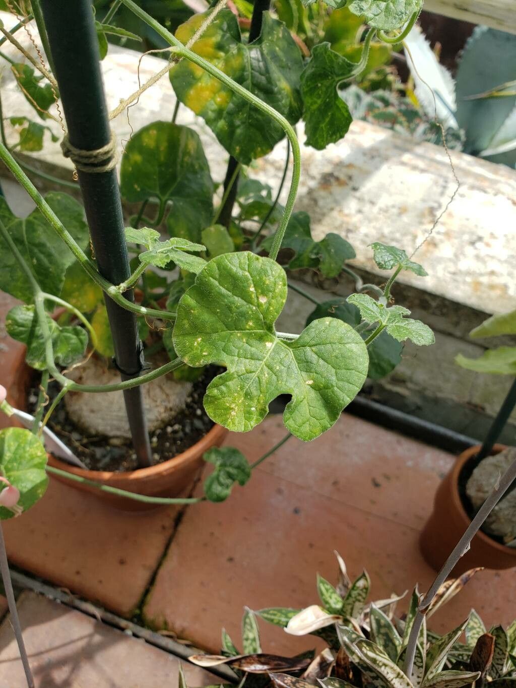 Coccinia mildbraedii — related species from the same genus