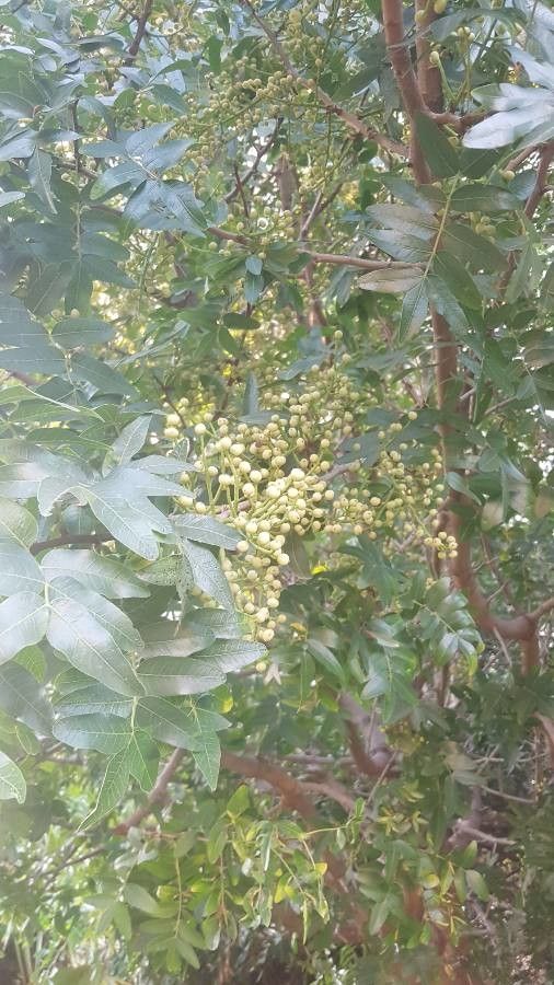 Pistacia atlantica fruit