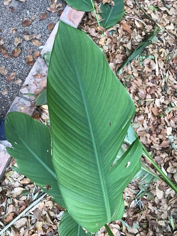 Canna tuerckheimii — search result for 'Canna'