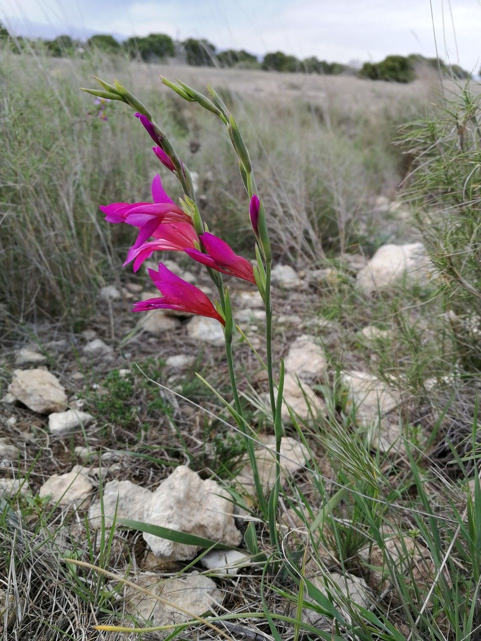Gladiolus illyricus bark