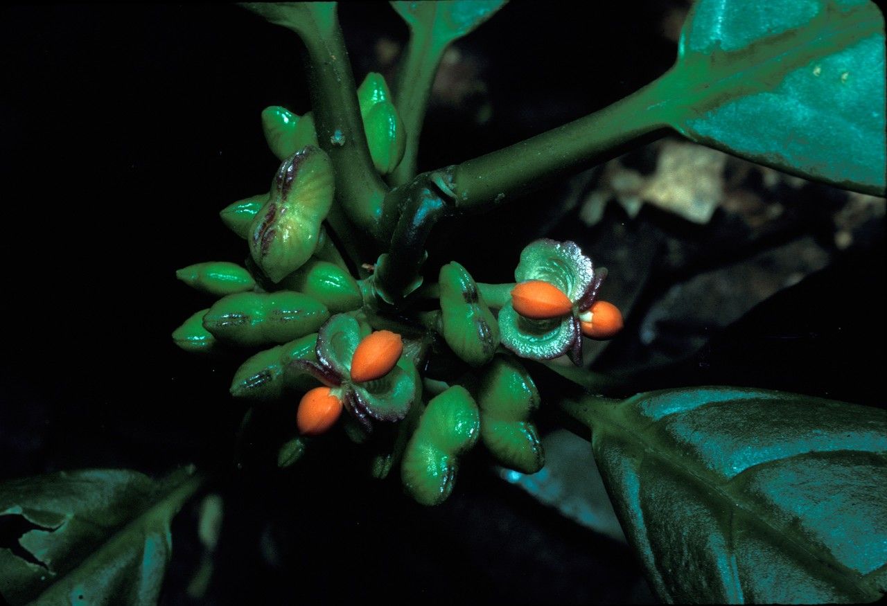 Polygala venenosa fruit