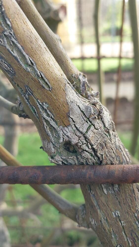 Berchemia floribunda — related species from the same genus