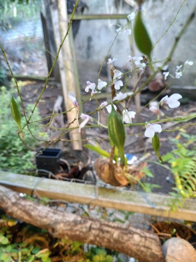 Ionopsis utricularioides fruit