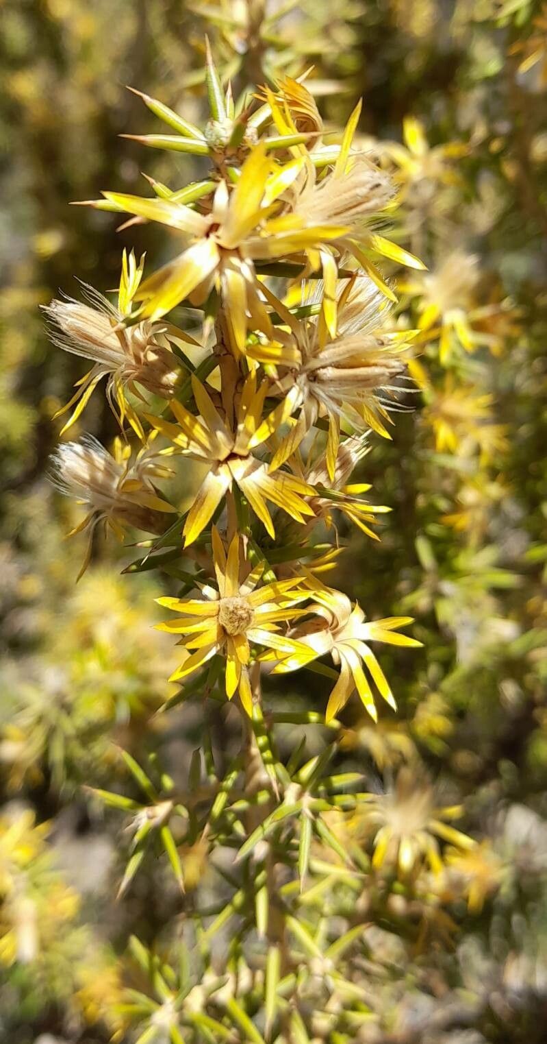 Chuquiraga erinacea flower