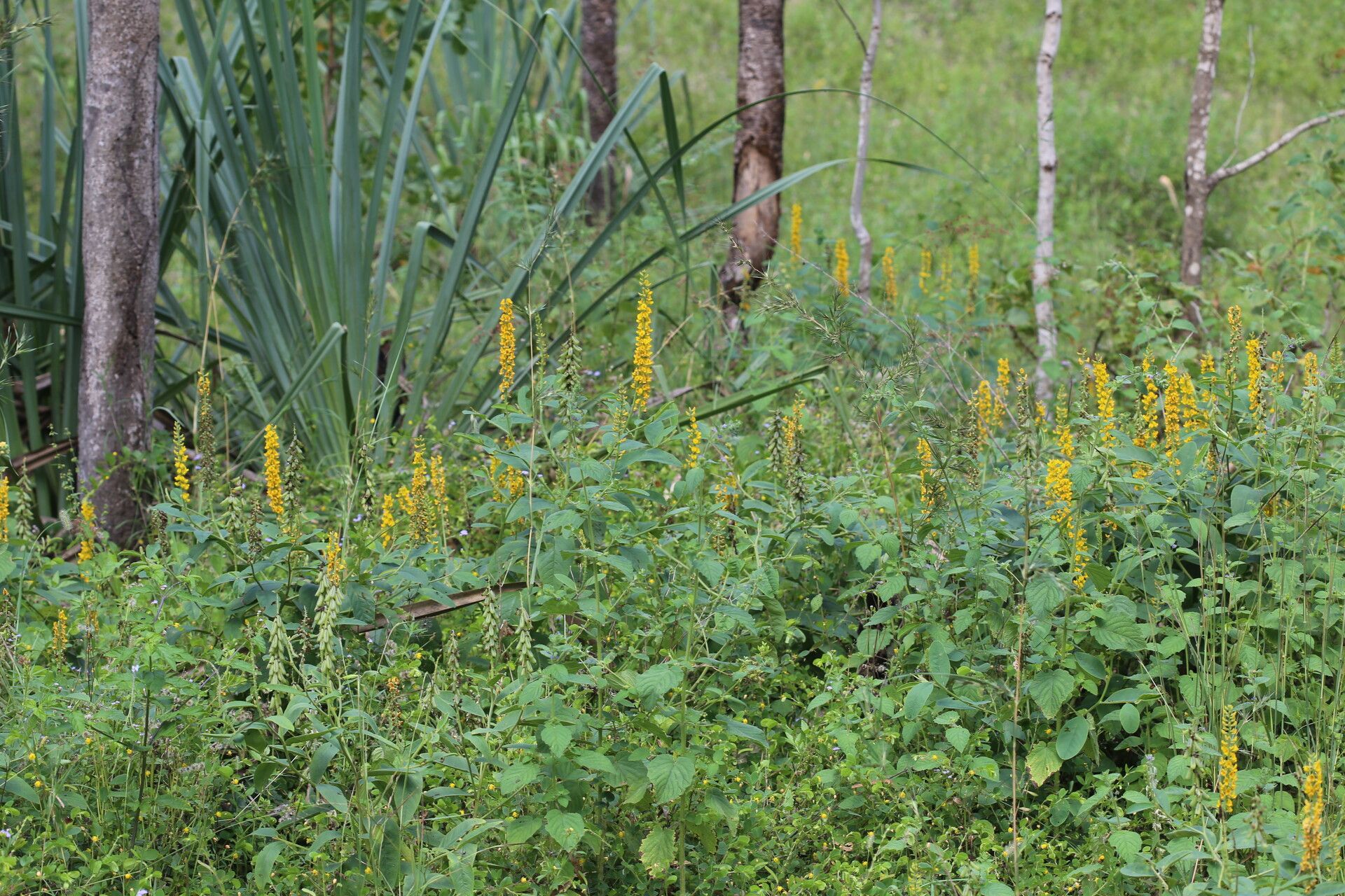 Crotalaria mitchellii habit