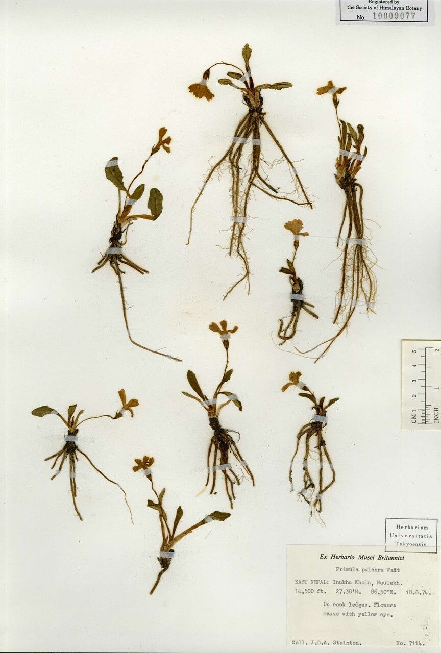 Primula pulchra other