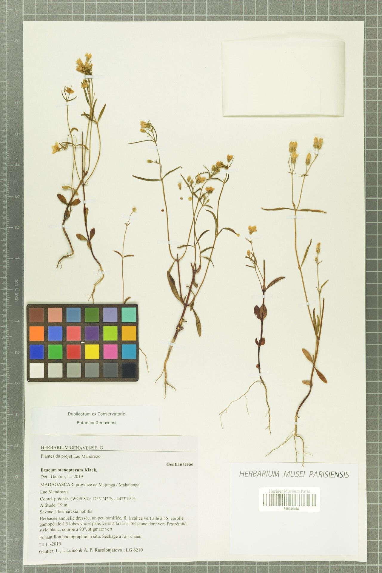 Exacum stenopterum — houseplant care guide