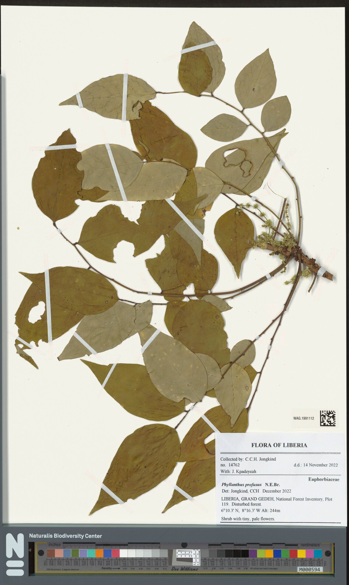 Phyllanthus profusus — houseplant care guide