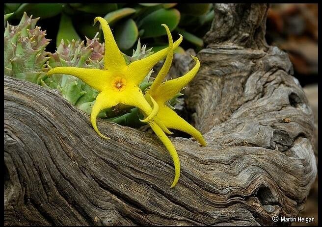 Orbea lutea flower