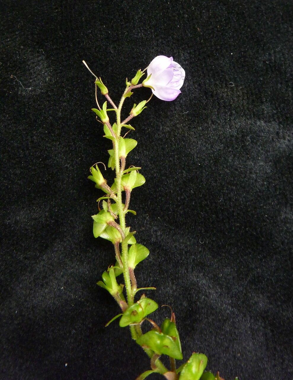 Veronica robusta habit