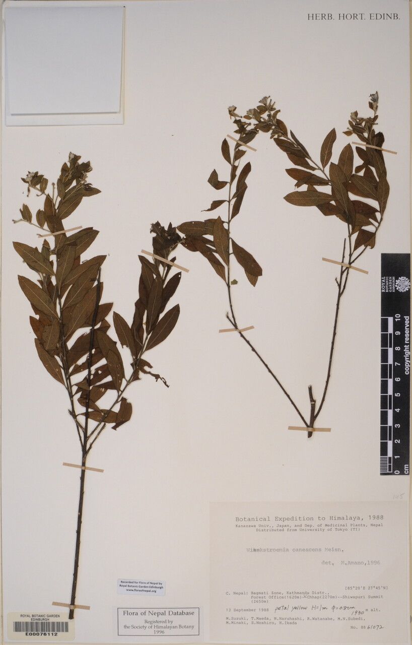 Wikstroemia canescens other