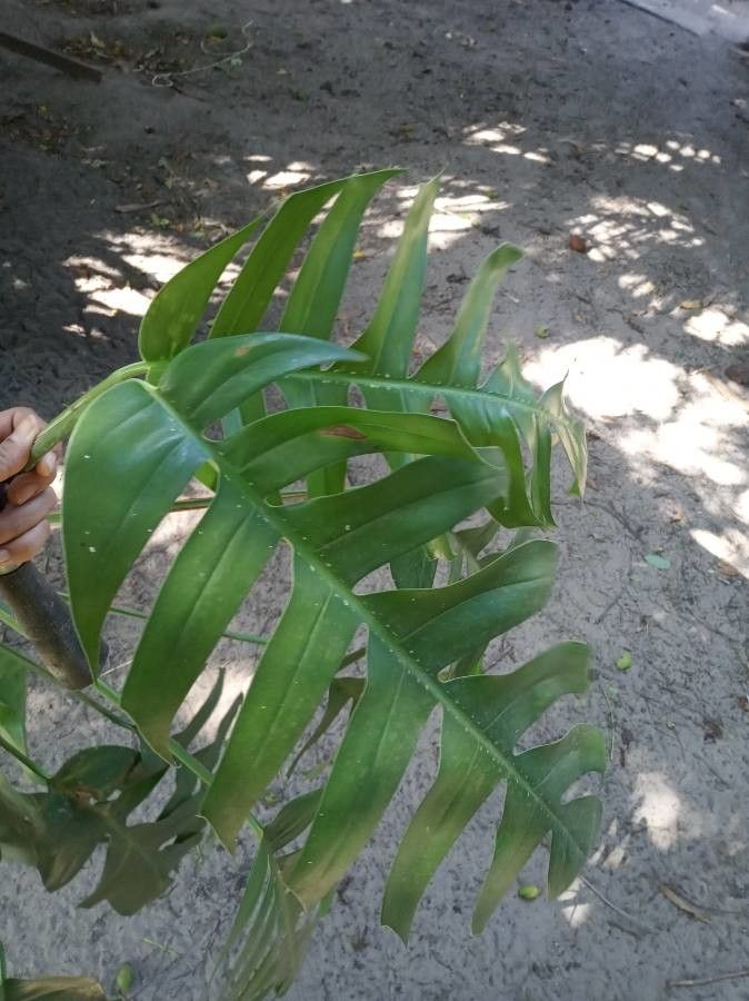 Rhaphidophora crassicaulis leaf
