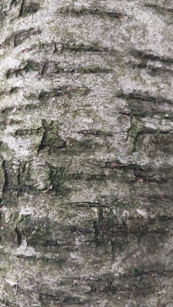 Betula potaninii bark