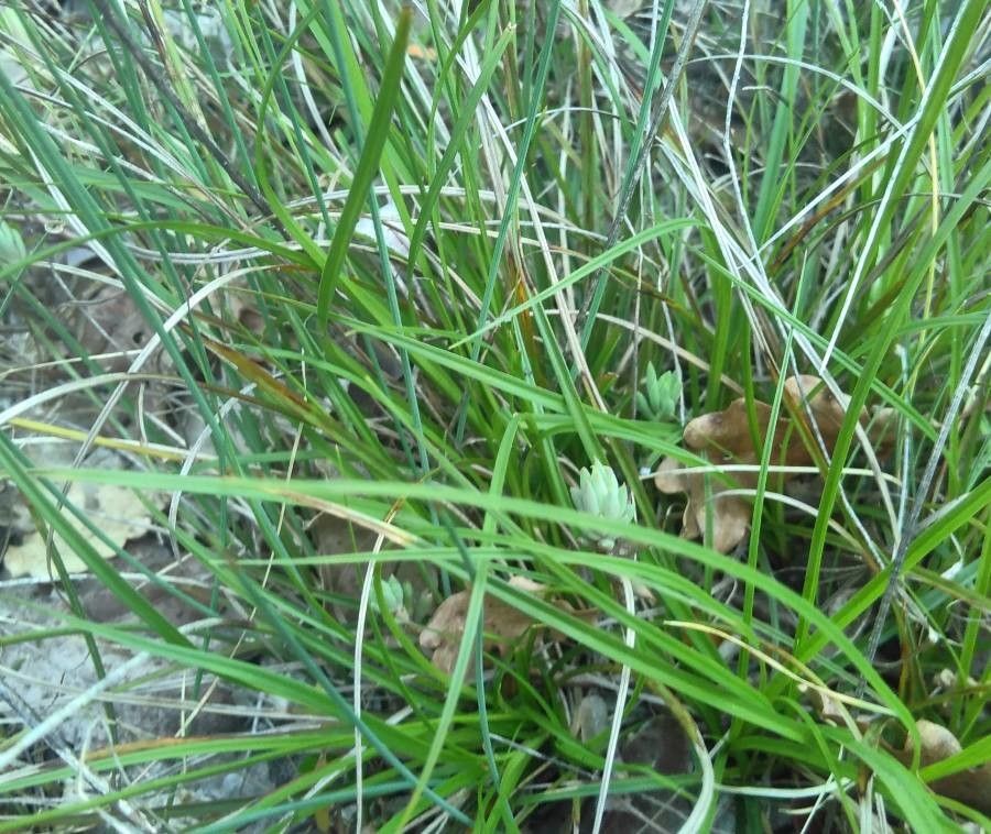 Carex distachya leaf