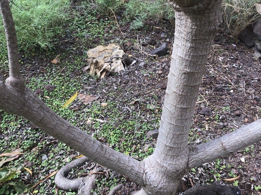 Echium decaisnei bark