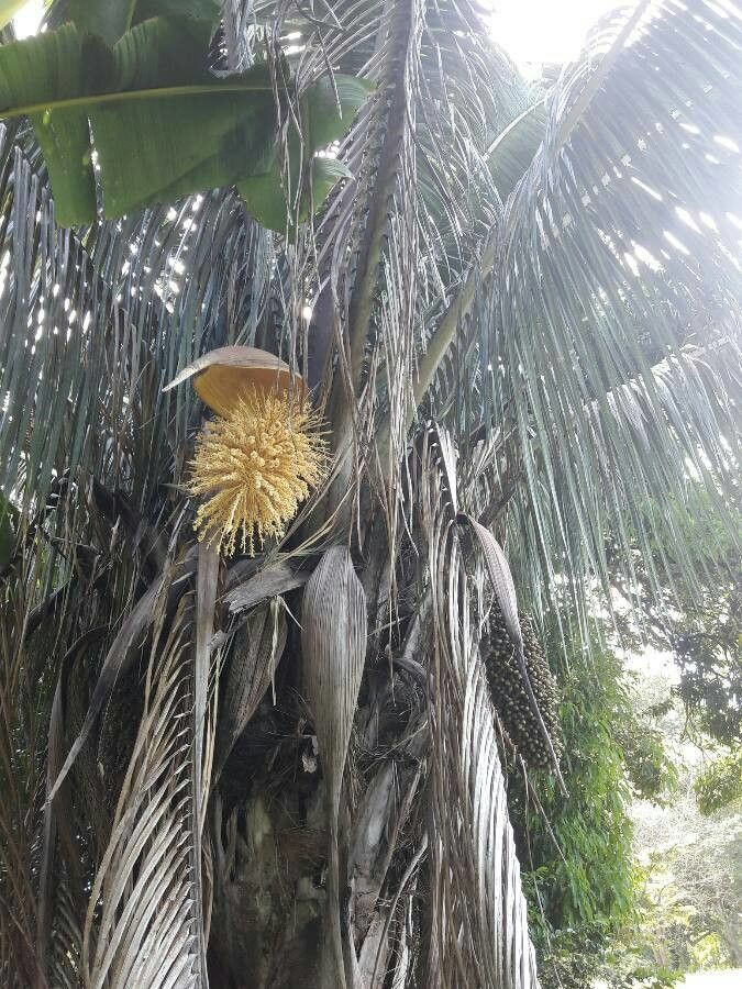 Attalea rostrata other