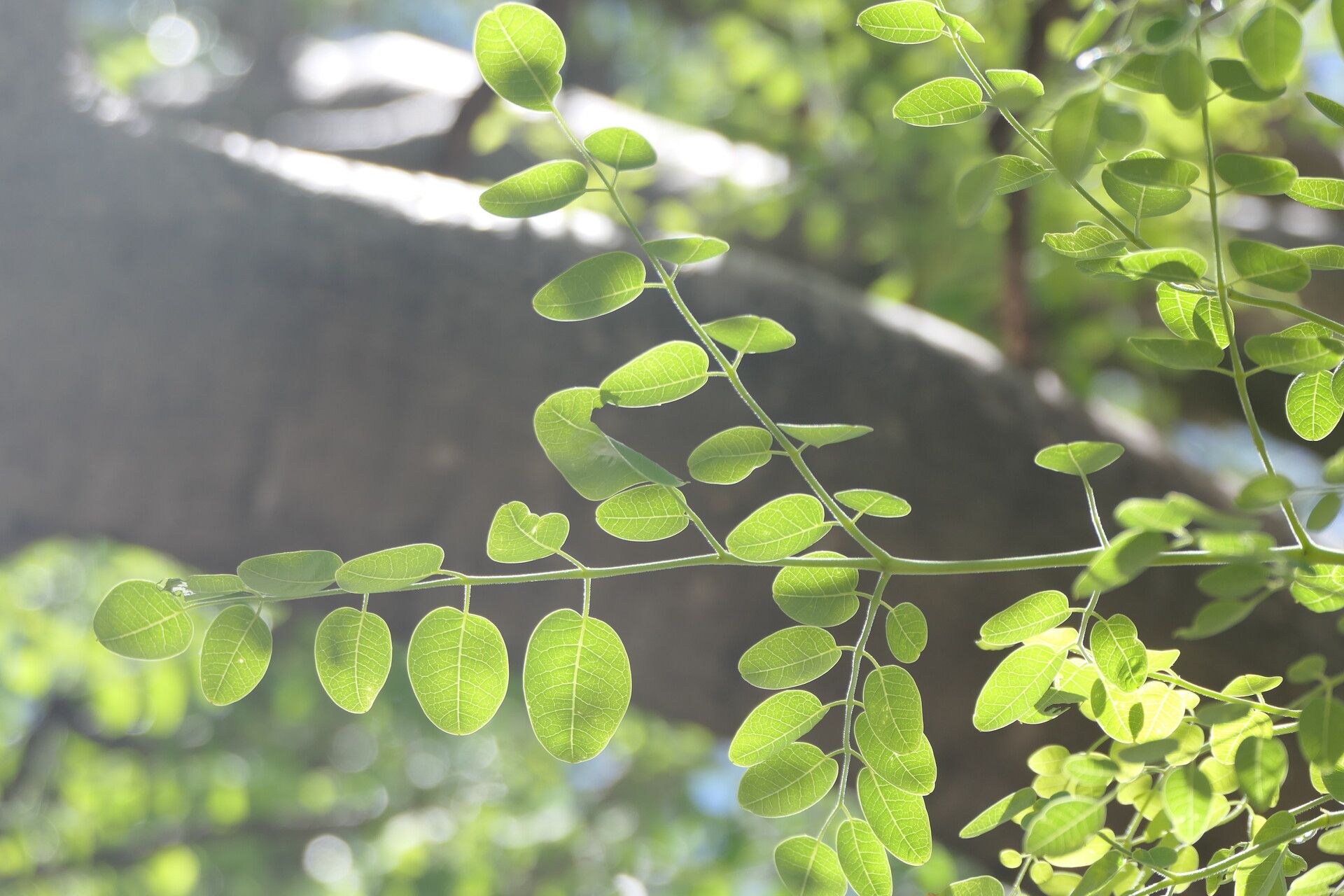 Moringa ovalifolia — search result for 'Moringa'