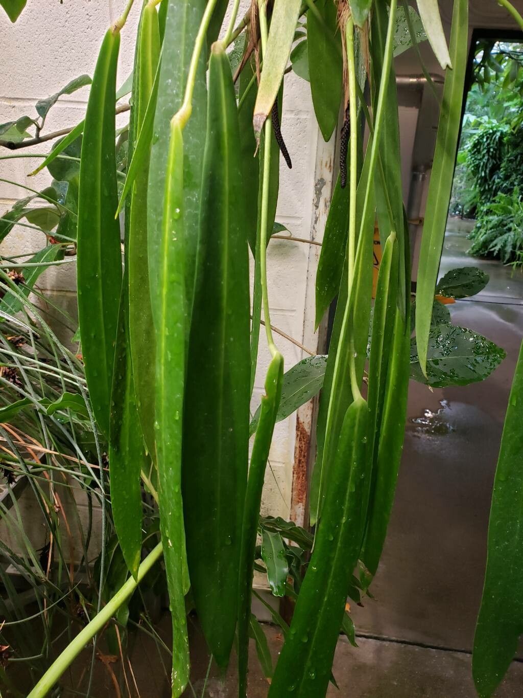 Anthurium pendens — houseplant care guide