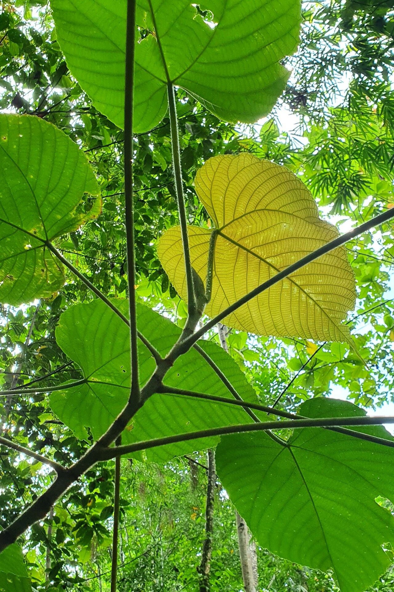 Macaranga hispida — houseplant care guide