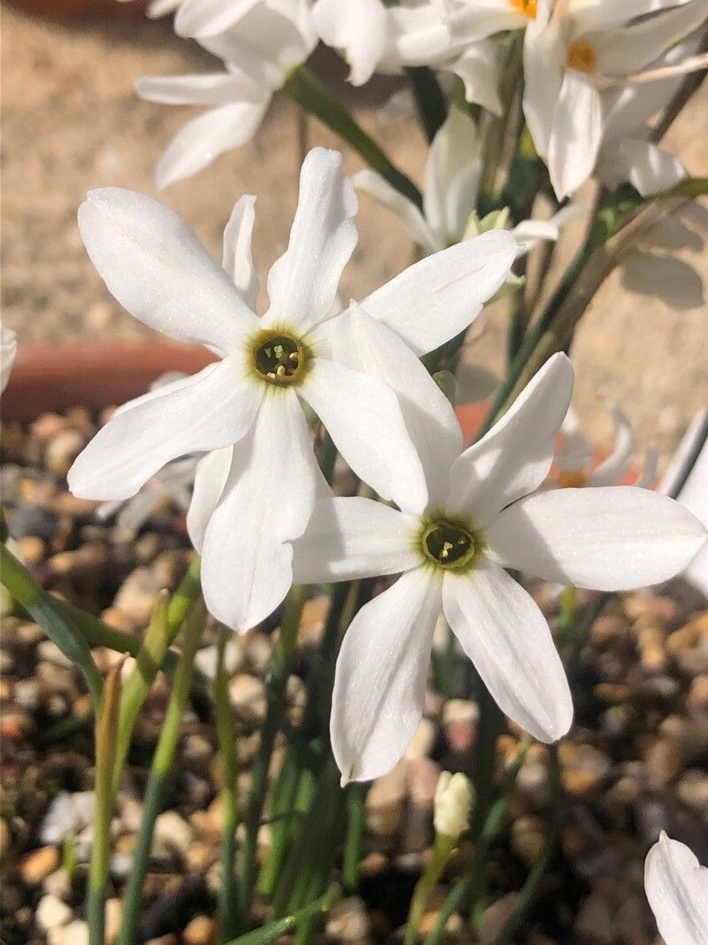 Narcissus obsoletus flower