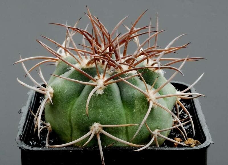 Gymnocalycium rhodantherum — search result for 'Gymnocalycium'