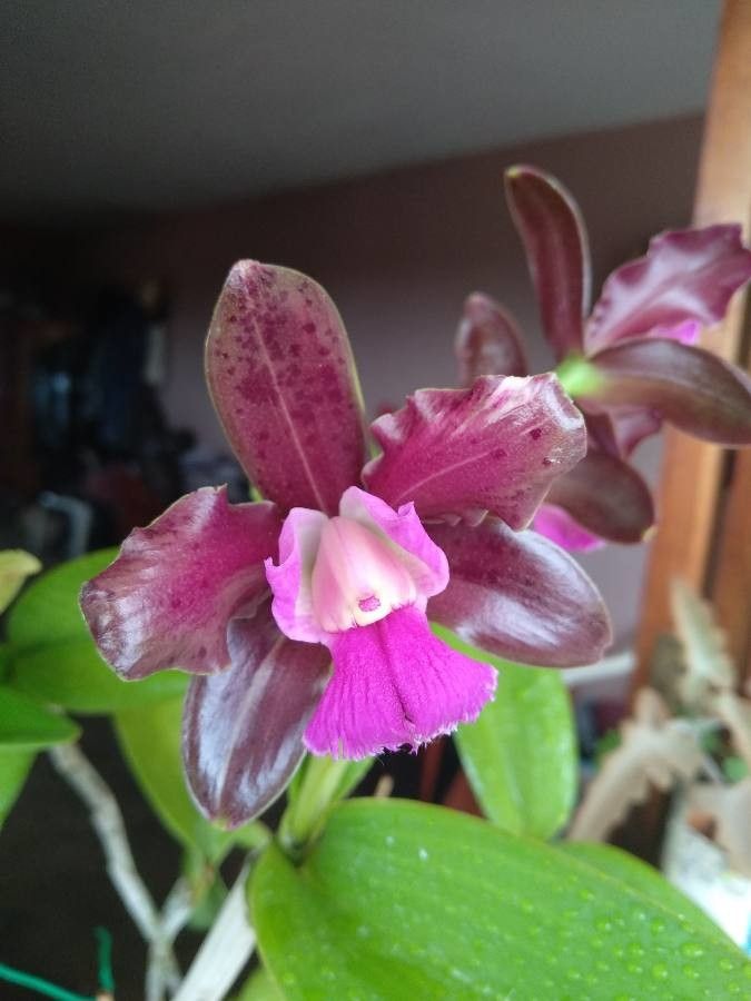 Cattleya tigrina — search result for 'Cattleya'
