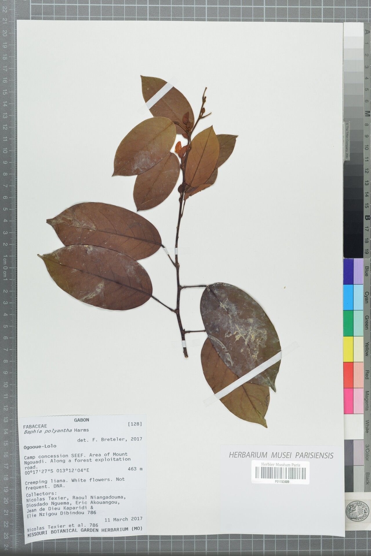 Baphia polyantha — houseplant care guide