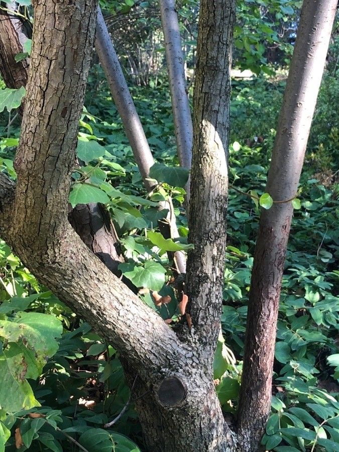 Cotoneaster cooperi bark