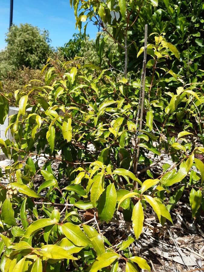 Syzygium anisatum — houseplant care guide