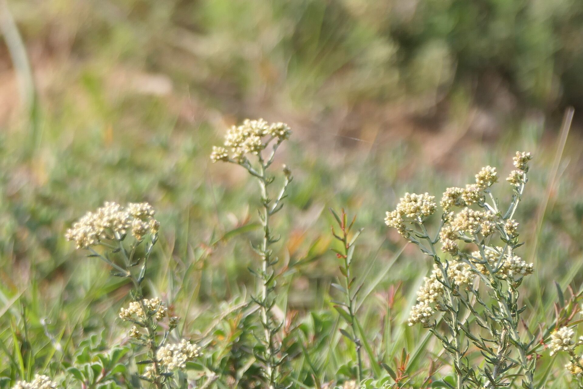 Helichrysum rosum flower