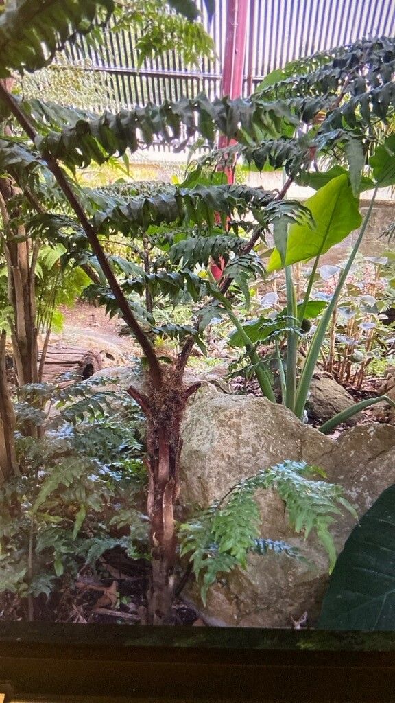 Sphaeropteris robusta leaf