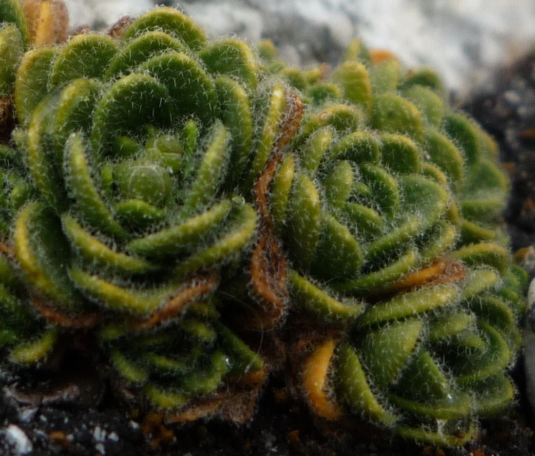 Draba lapaziana — houseplant care guide