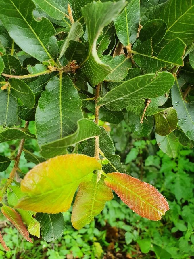 Pappea capensis leaf