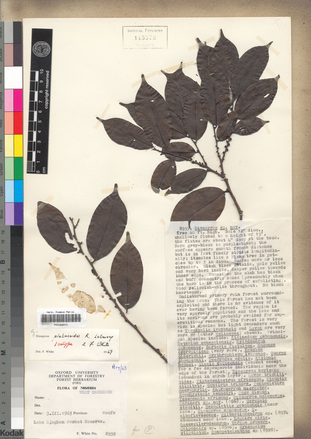 Diospyros platanoides — houseplant care guide