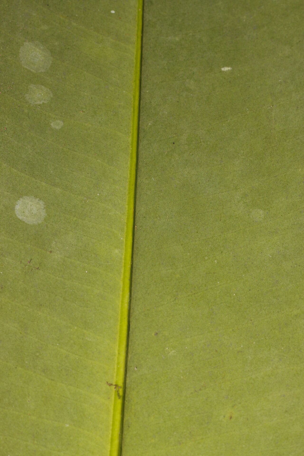 Garcinia magnifolia fruit