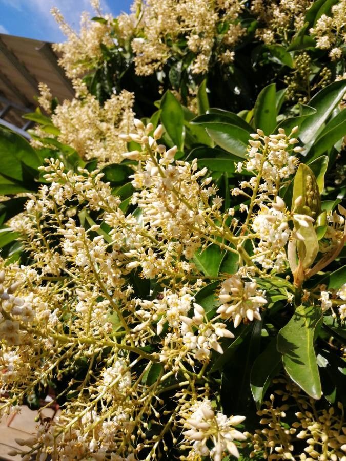 Ardisia revoluta flower