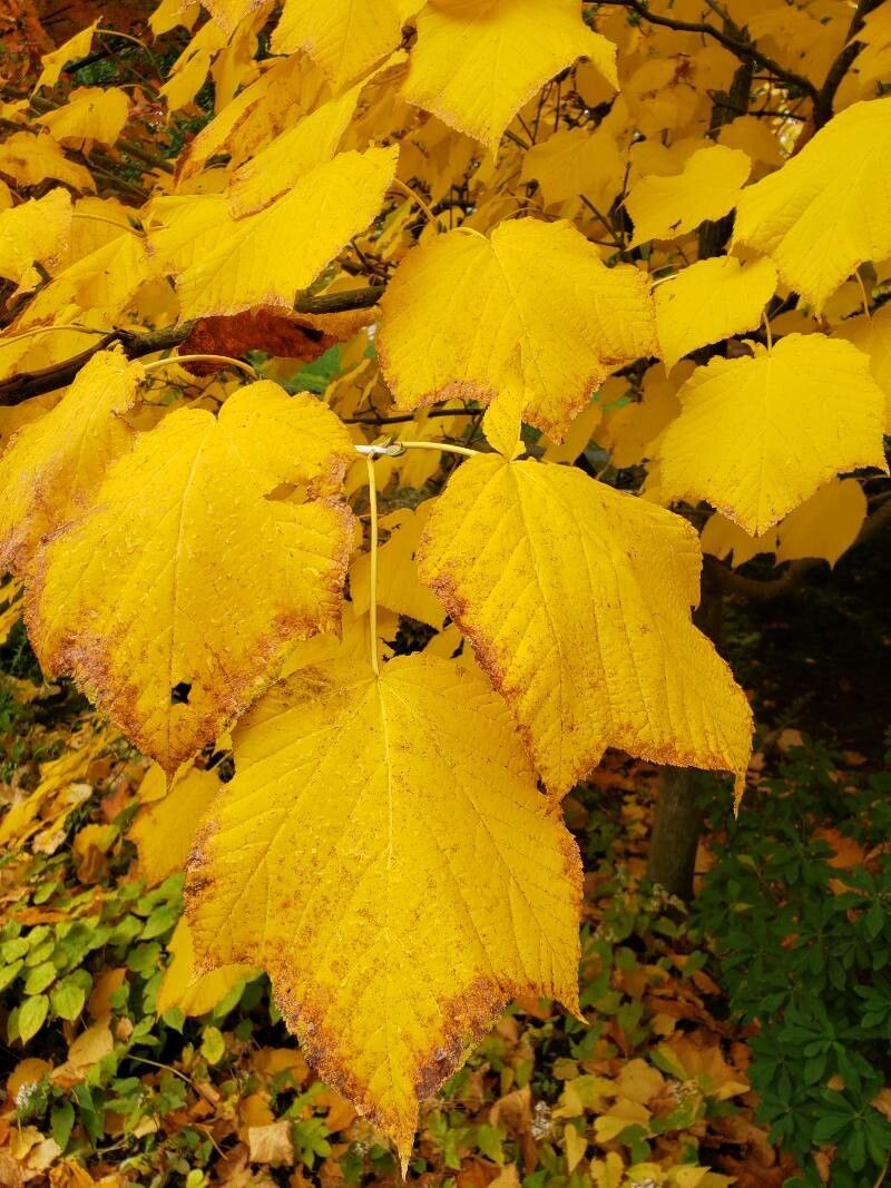 Acer tegmentosum — search result for 'Acer'