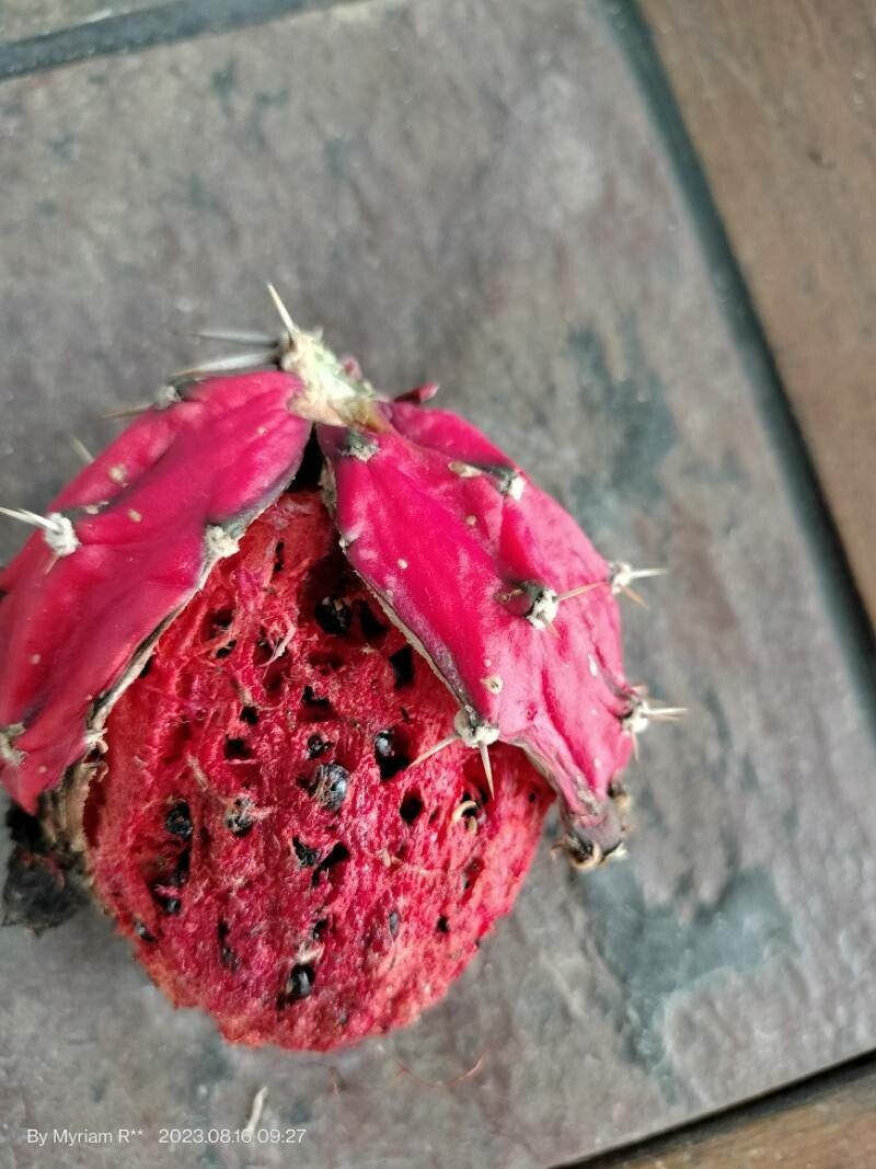 Selenicereus triangularis fruit