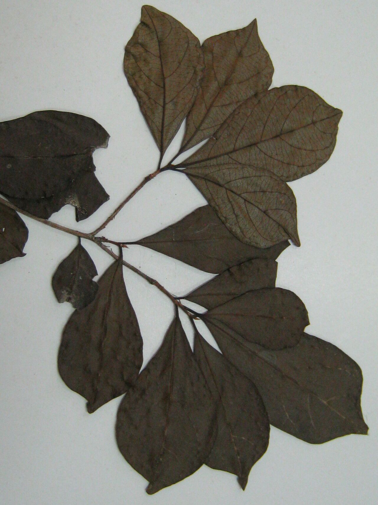 Terminalia amazonia other