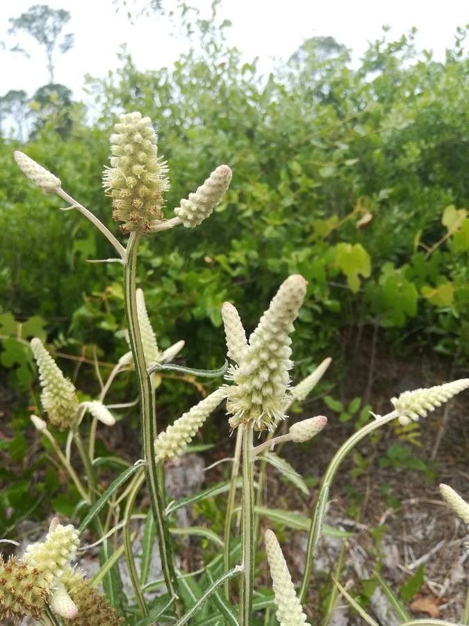Pterocaulon pycnostachyum flower