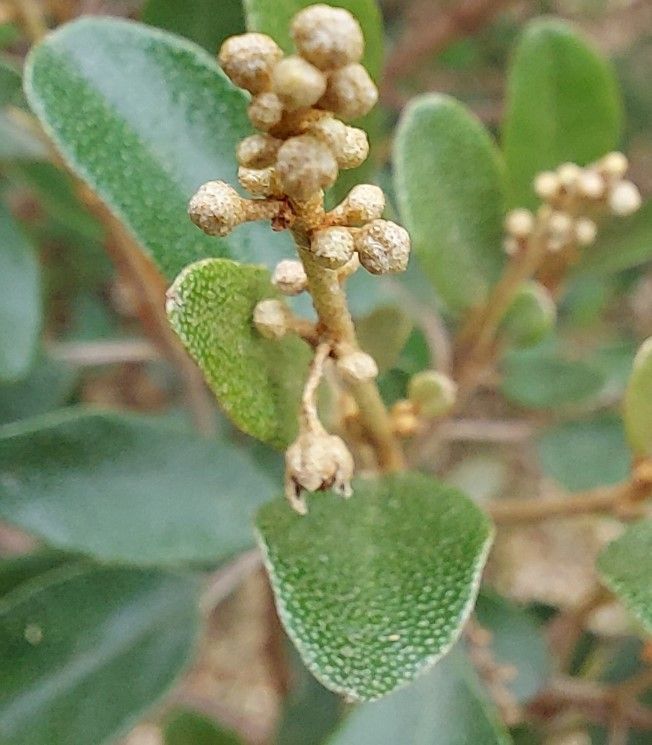 Croton insularis flower