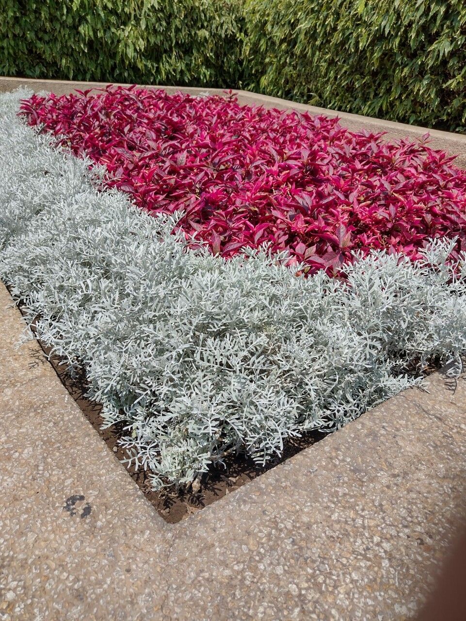 Senecio leucostachys leaf