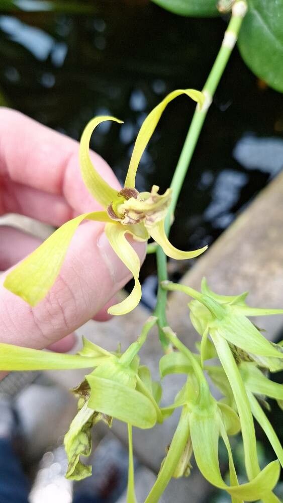 Dendrobium calophyllum — search result for 'Calophyllum'