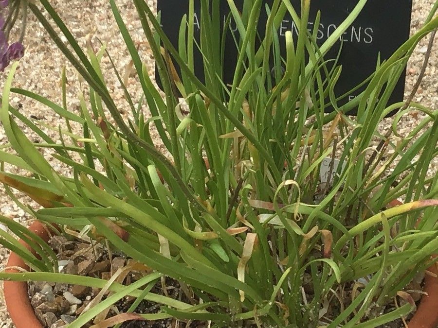 Allium senescens leaf