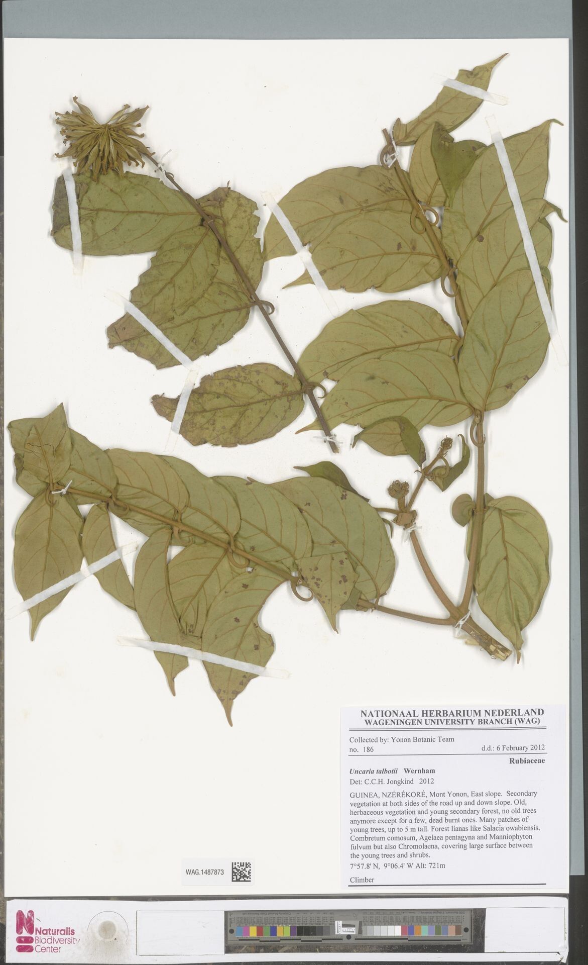 Uncaria talbotii — houseplant care guide