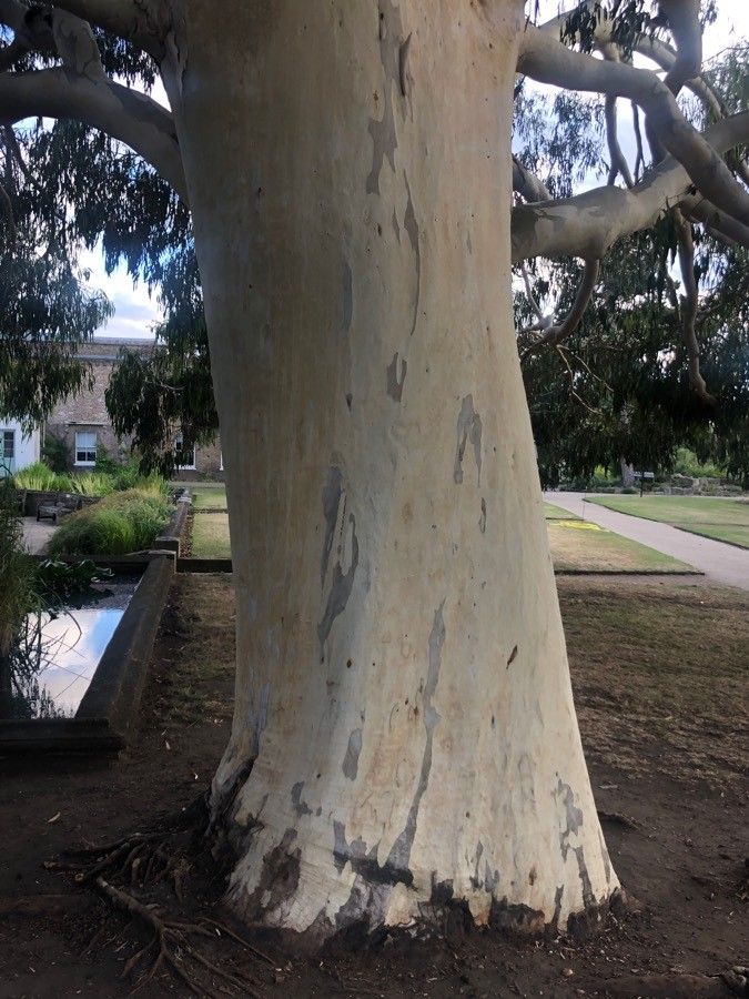 Eucalyptus dalrympleana bark