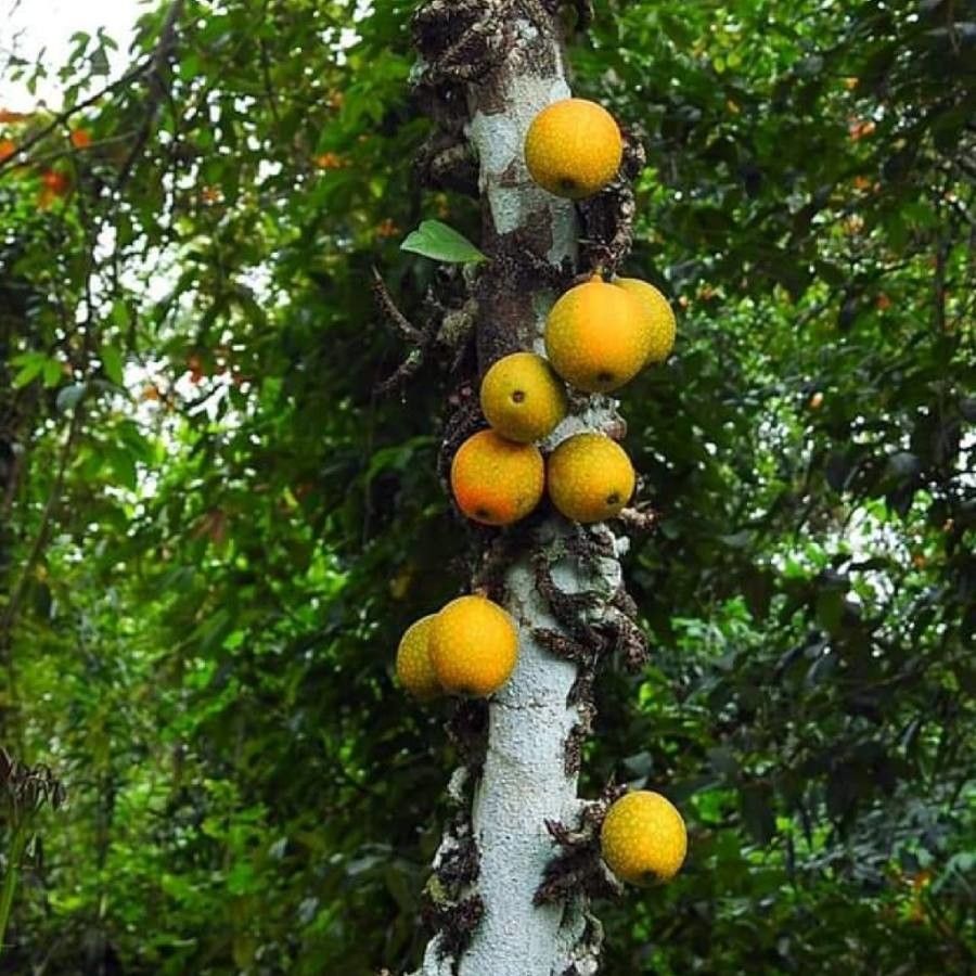 Ficus sansibarica fruit
