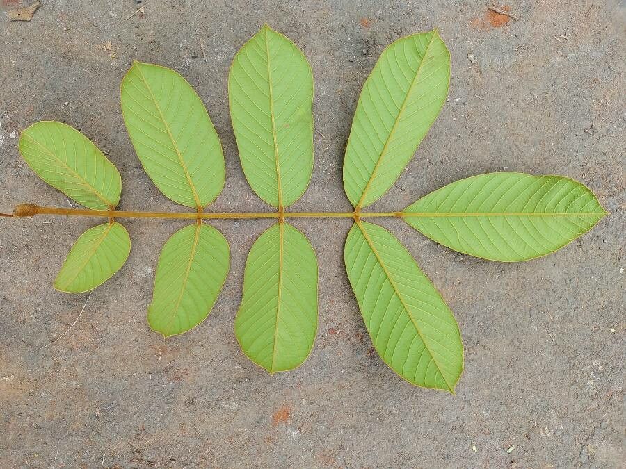 Ormosia arborea leaf